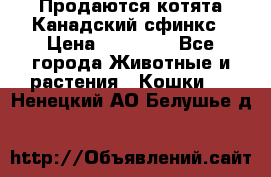 Продаются котята Канадский сфинкс › Цена ­ 15 000 - Все города Животные и растения » Кошки   . Ненецкий АО,Белушье д.